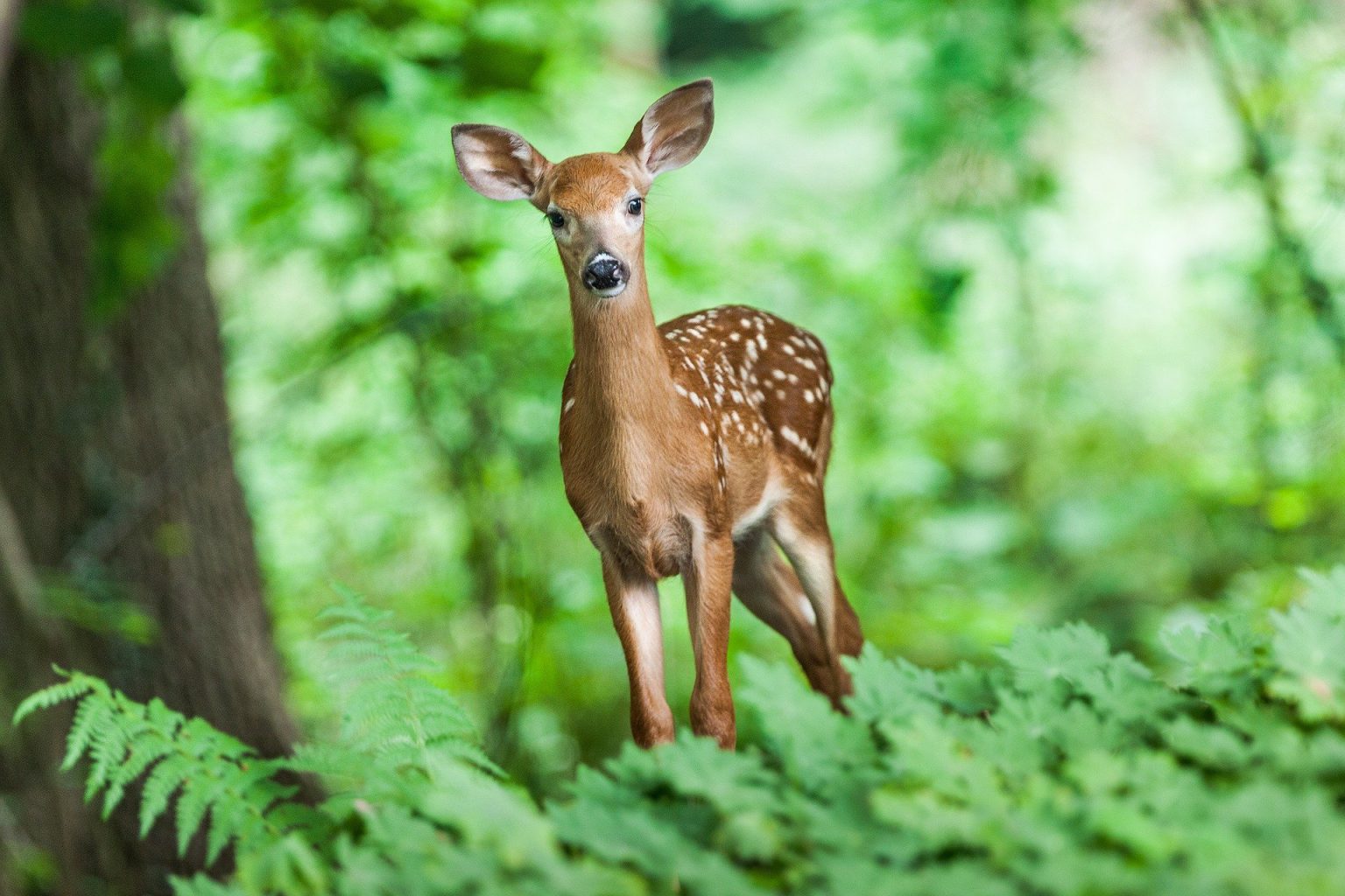 bsc-wildlife-management-school-of-natural-resources